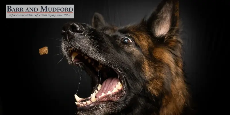 Top Northern California Dog Bite Lawyer Top Northern California Dog Bite Lawyer