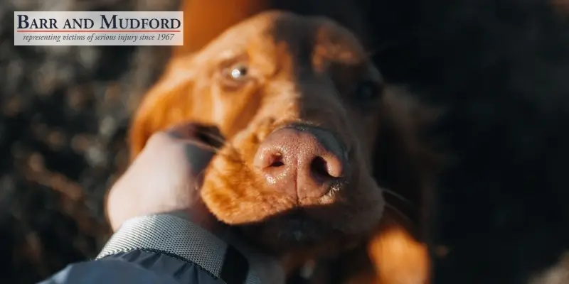 Expert Weed Dog Bite Attorney Expert Weed Dog Bite Attorney