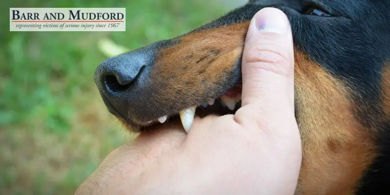 Best Weed Dog Bite Lawyer Best Weed Dog Bite Lawyer