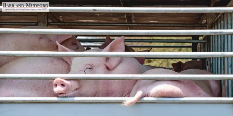 Livestock & Open-Range Vehicle Accidents: Your Rights After Hitting a Cow, Horse, or Deer in Siskiyou County