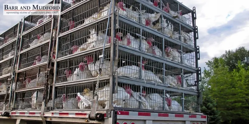 Best Redding Vehicle & Livestock Accident Lawyer