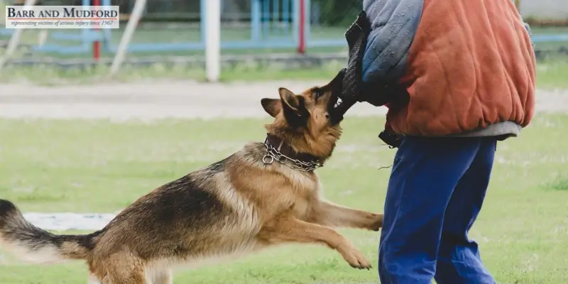 Expert Red Bluff Dog Bite Lawyer